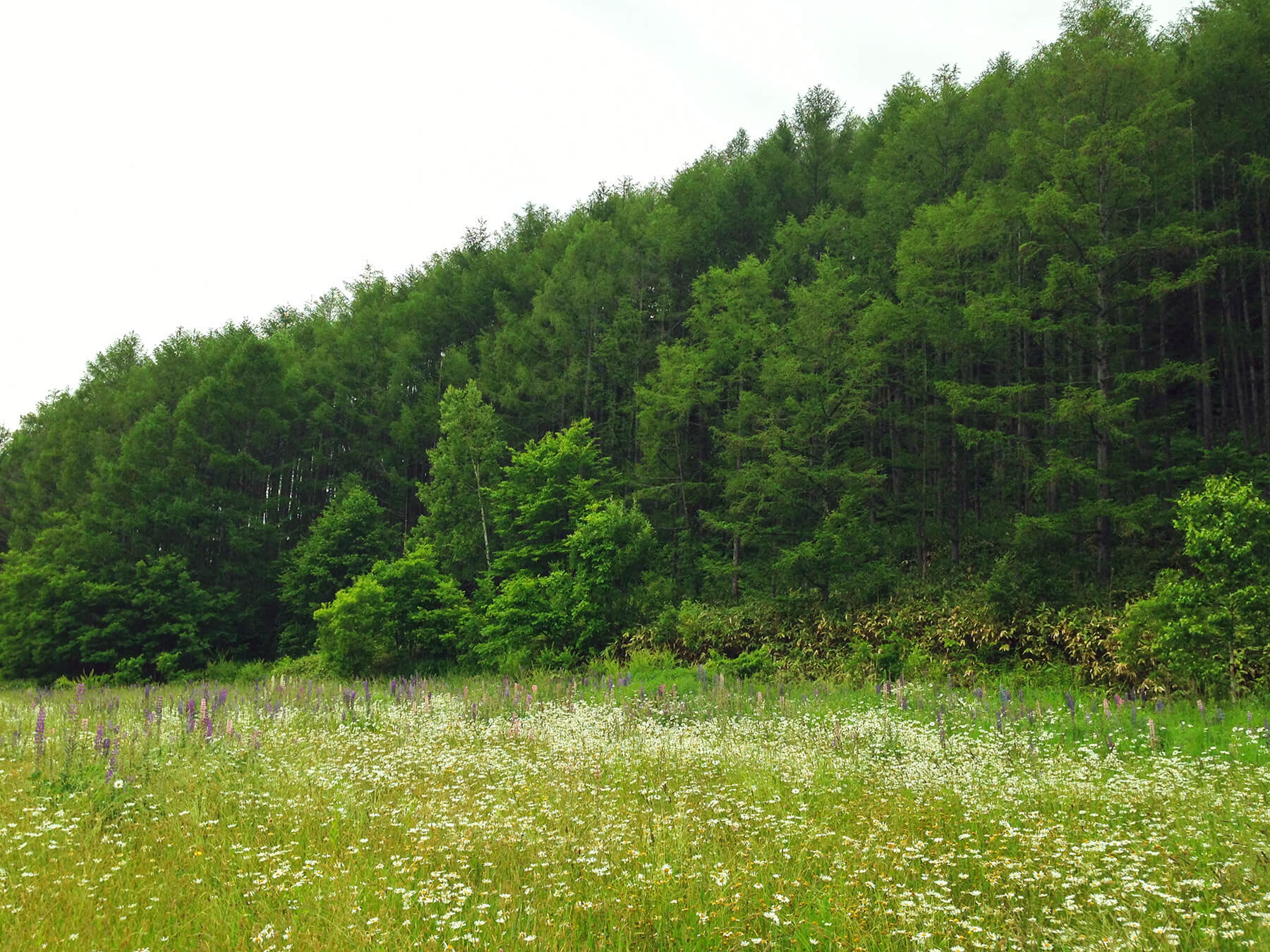 北海道の山を買いませんか 山の素人でも買ってよかったと心から思える理由 キノマチウェブ